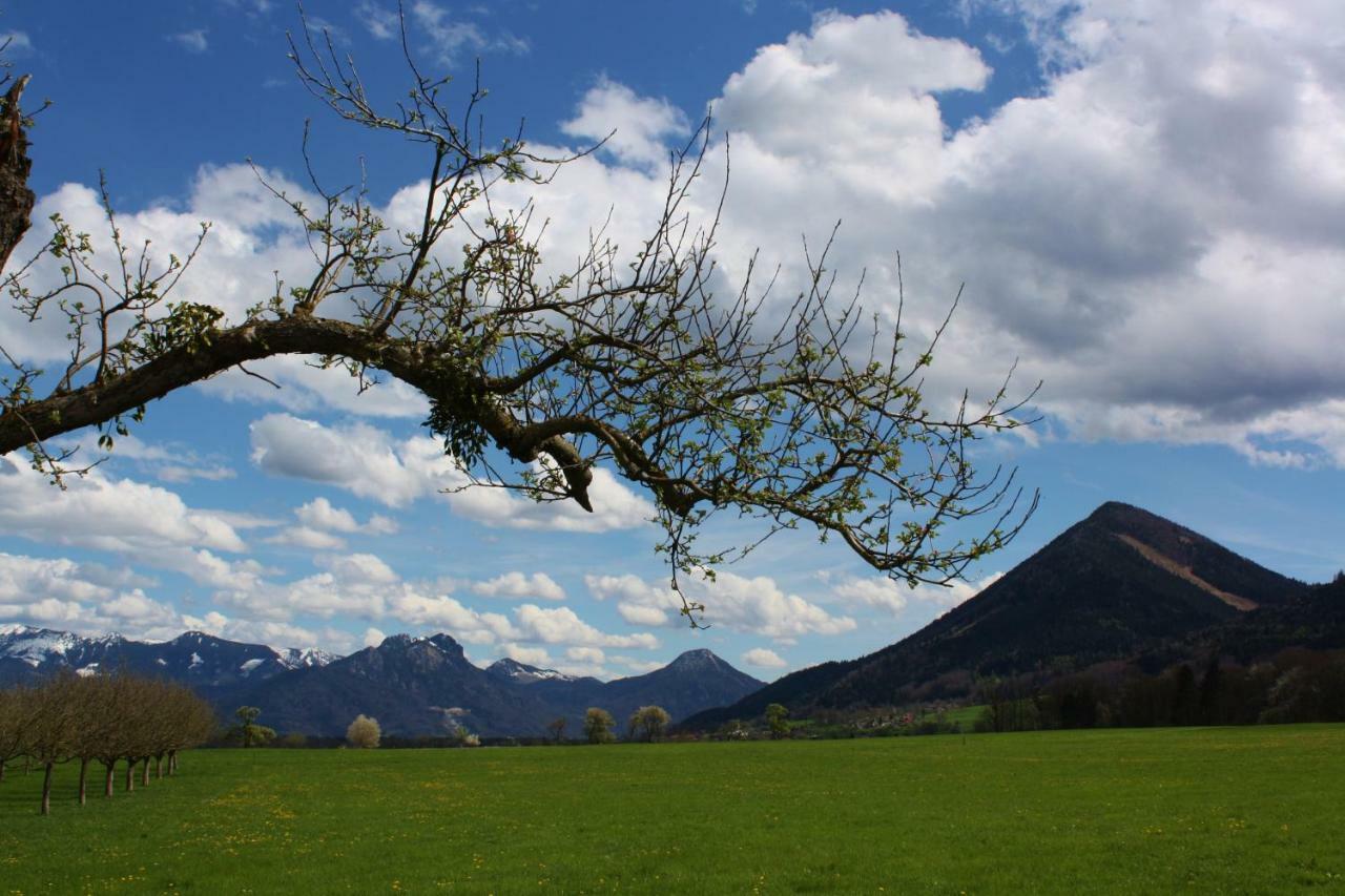 Apfelblüte * Bad Feilnbach